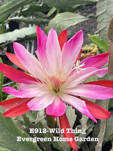 Rooted epiphyllum orchid - epiphyllum,