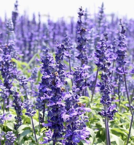 800 hyssop seeds - 800+,