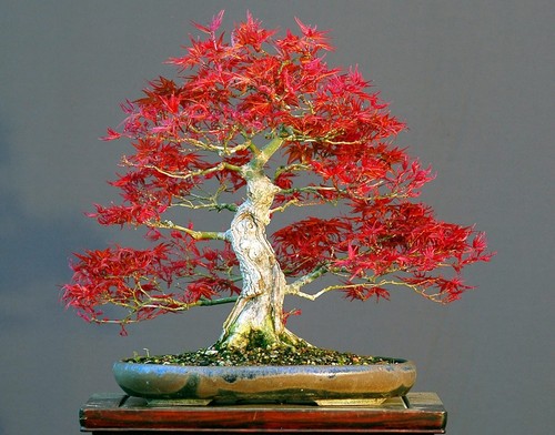 Bonsai tree seeds japanese - 50,