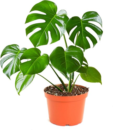 Shop succulents monstera - shop,