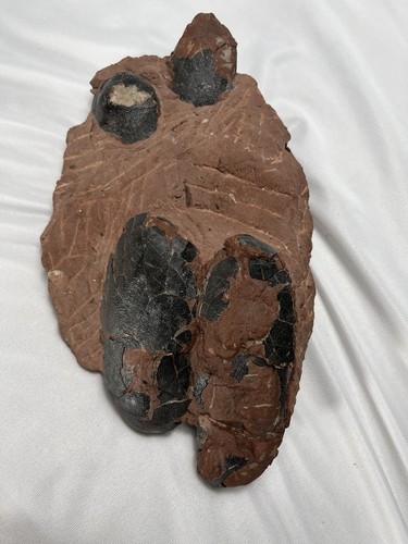 Raptor dinosaur egg - raptor, nest