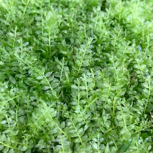 Plagiomnium moss live - moss,