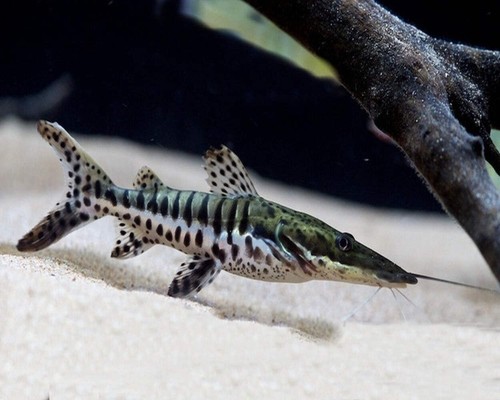 Tiger shovelnose catfish - shovelnose,