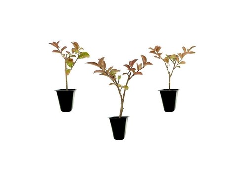 Crape myrtle sioux inch - crape,