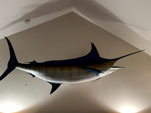 144 blue marlin mount - blue,