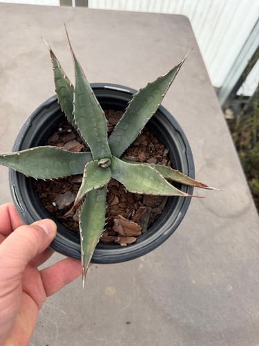 Havard agave hardy zone5 - agave,,