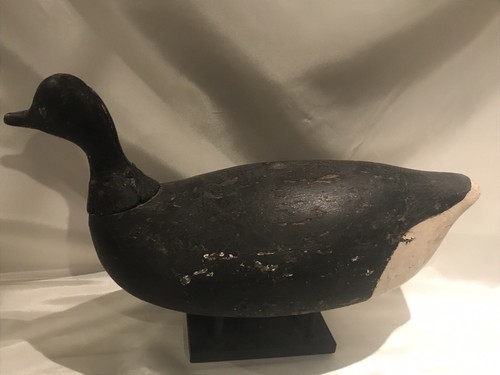 Brant goose duck - brant,