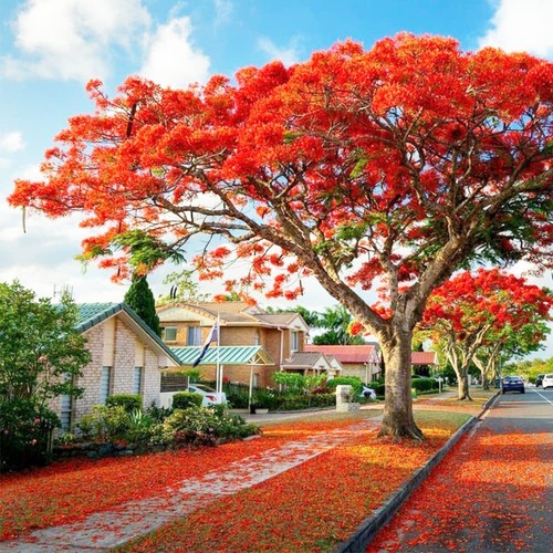Live plant 3ft - delonix, regia