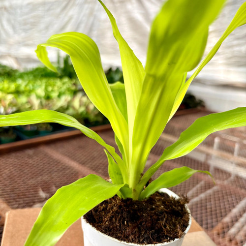 Dracaena lemon light plant - light,