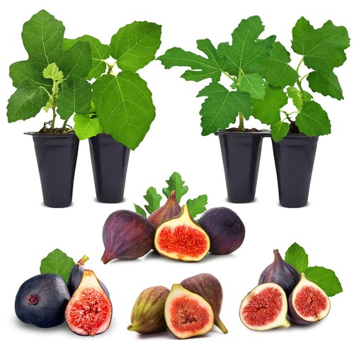 Fig tree set - fig, starter