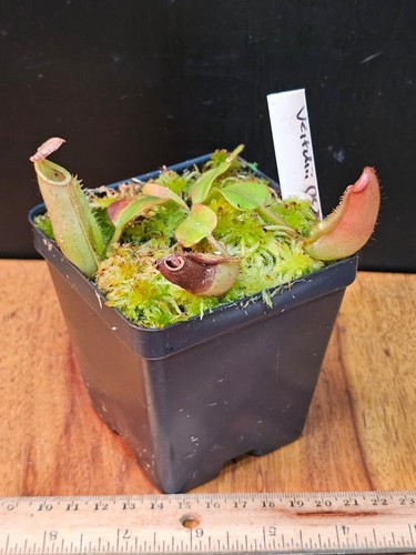 Nepenthes veitchii red - (k), (red