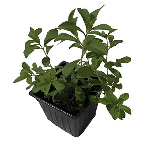 Organic stevia live plant - stevia,