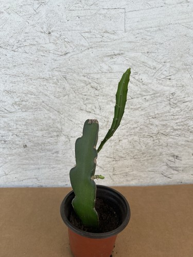 Sprouted red dragon fruit - red,