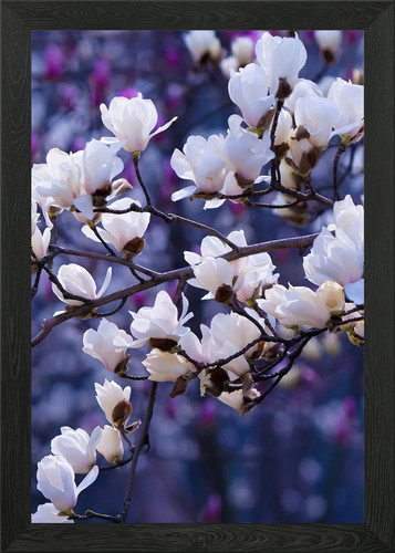 White magnolia blossoms - magnolia, in