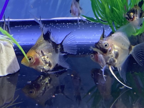 Dime sized koi - dime, x5