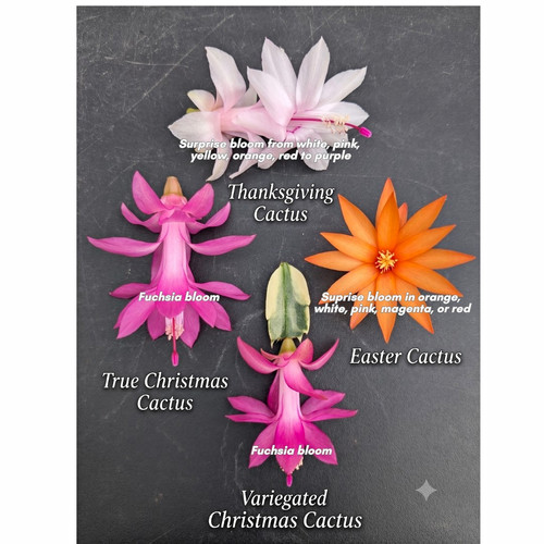 Holiday cactus cuttings bundle - cactus,