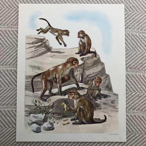 Monkeys teaching picture - teaching,