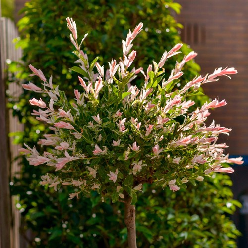 Salix dappled willow - salix,,