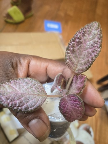Episcia show time - show,
