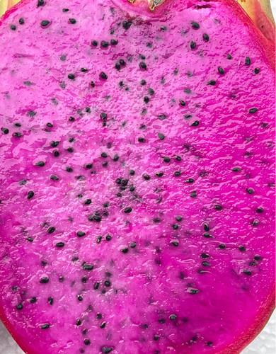Eyal dragon fruit starter - fruit,