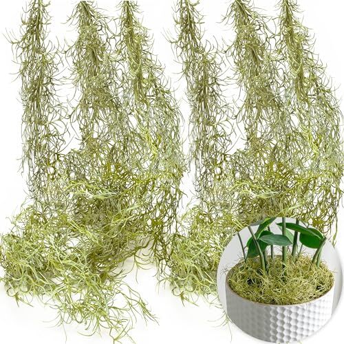 Seeko succulents spanish - seeko, moss