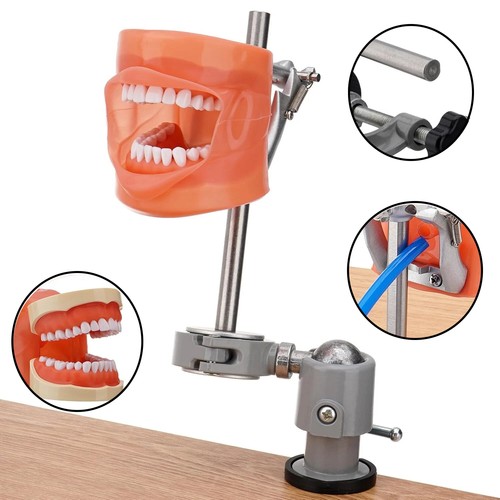 Dental mannequin teeth - mannequin, model