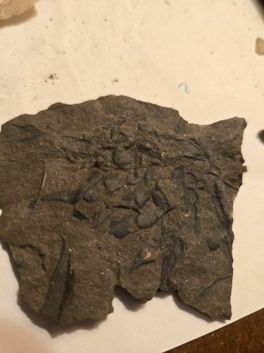 Neuropteris pocahontas 567 - neuropteris,