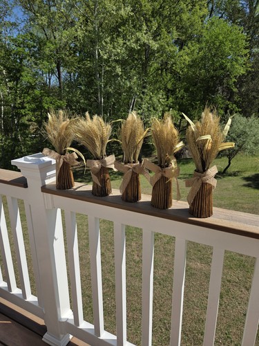 Lot dried wheat - of, 5~