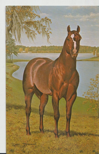 Dude quarter horse ch - dude,