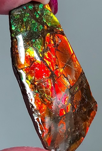 Ammolite ammonite coated - ,