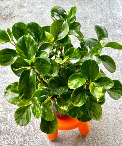 Variegated peperomia - variegated,