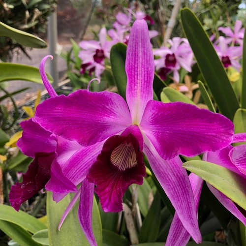 Laelia purpurata - laelia, (cattleya)