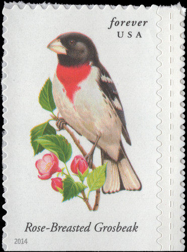 Scott 4889 rose breasted - scott, 4889,