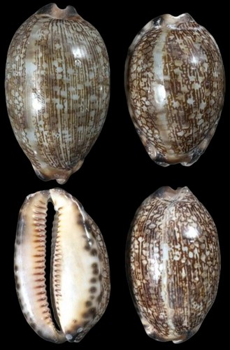 Arabic cowrie shell - arabic, measuring