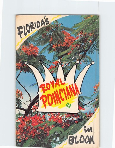 Royal poinciana tree bloom - royal,