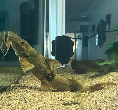Yarrelli goonch catfish - yarrelli,