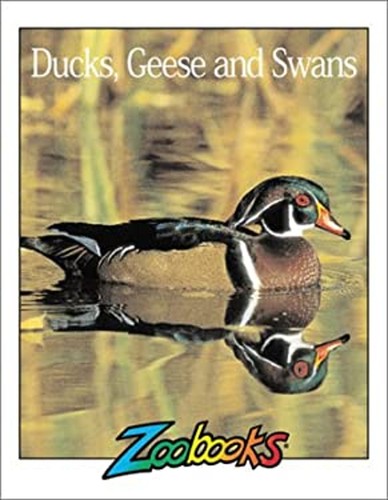 Ducks geese and swan - ducks,,