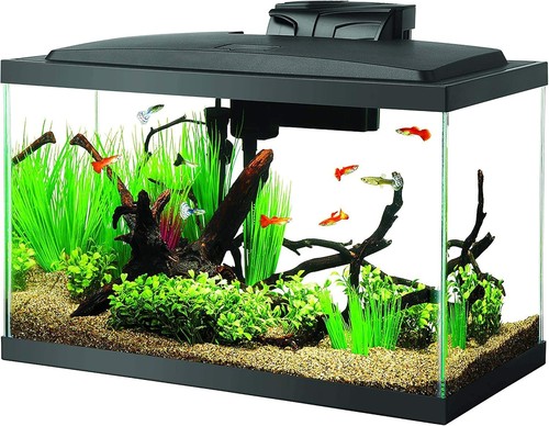 Aquarium fish tank - aquarium,