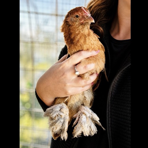 Bantam cochin x - 6+,