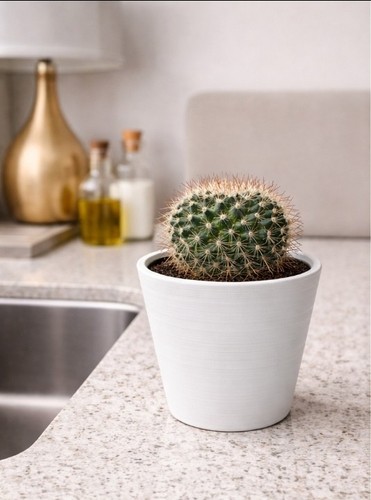 Mammillaria cactus live plant - cactus,