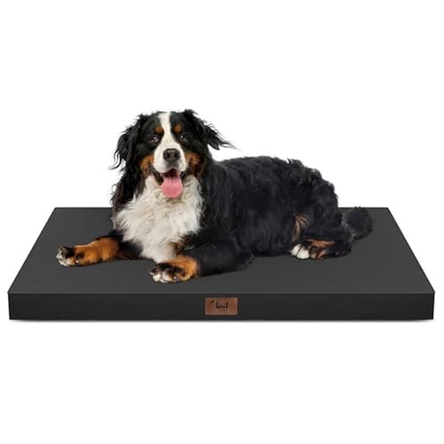 Outdoor extra large - outdoor, dog
