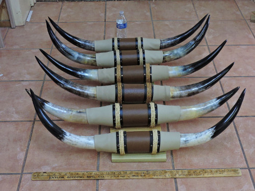 Mounted steer bull - bull, horns