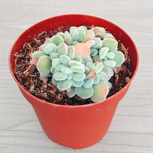 Succulent plant echeveria - succulent,