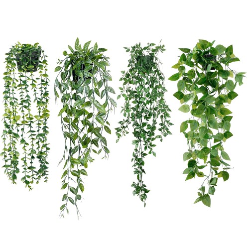 Plantas colgantes - 4,