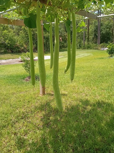 Long bottle gourd seeds - 10,