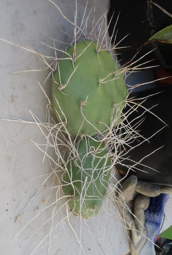 Opuntia sulphurea clone long - sulphurea,