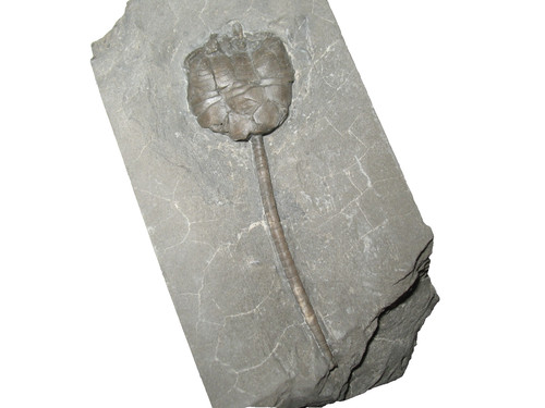 Silurian rochester shale - rochester,