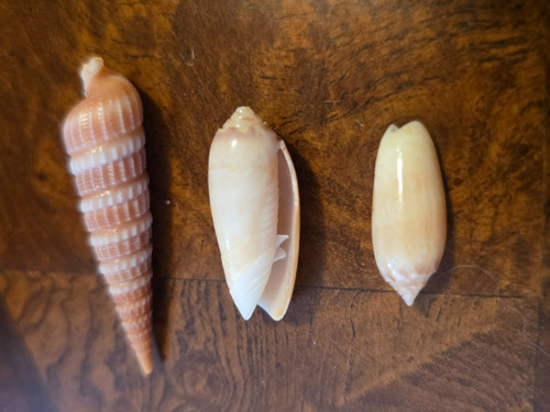 Small lettered shells - 3,