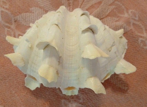 White fluted ruffled clam - white,