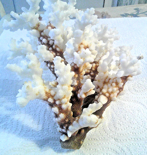 Vintage large brown stem - large,